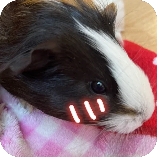 Стикер 🫥 из набора My guinea pigs