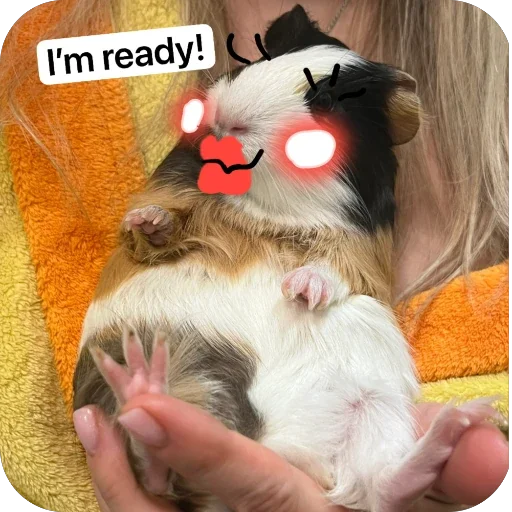 Стикер 🫥 из набора My guinea pigs