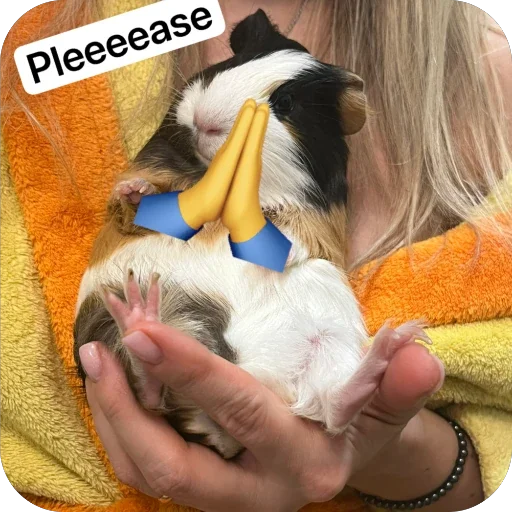 Стикер 🫥 из набора My guinea pigs
