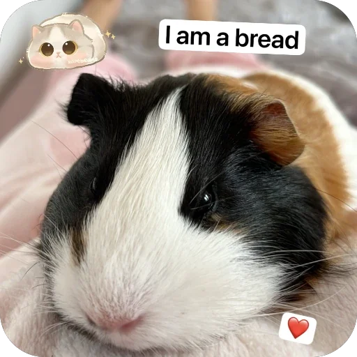 Стикер 👀 из набора My guinea pigs