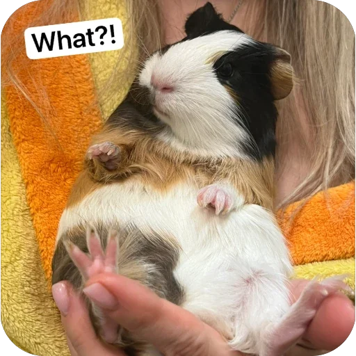 Стикер 🫥 из набора My guinea pigs