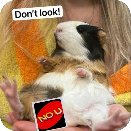 Стикер 🫥 из набора My guinea pigs