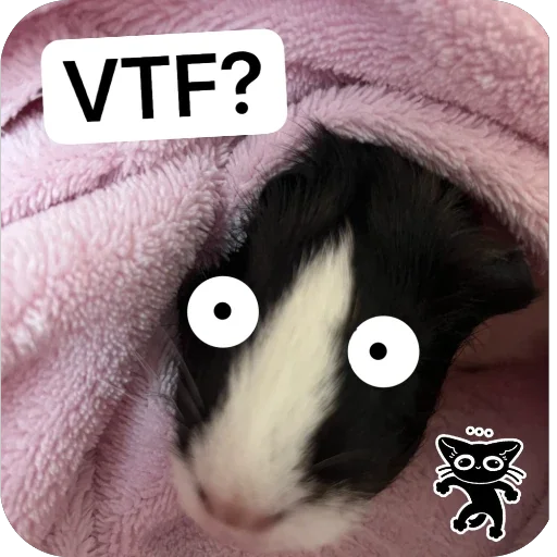 Стикер 😨 из набора My guinea pigs