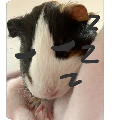 Стикер 🫥 из набора My guinea pigs