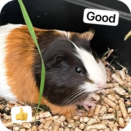Стикер 🫥 из набора My guinea pigs
