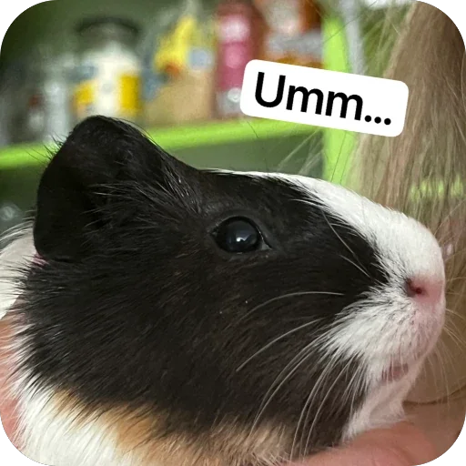 Стикер 🫥 из набора My guinea pigs