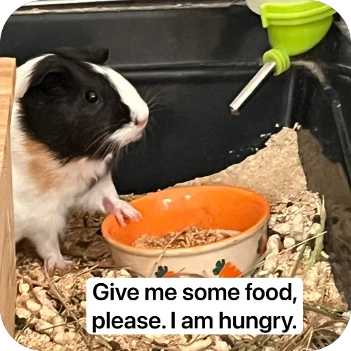 Стикер 🫥 из набора My guinea pigs