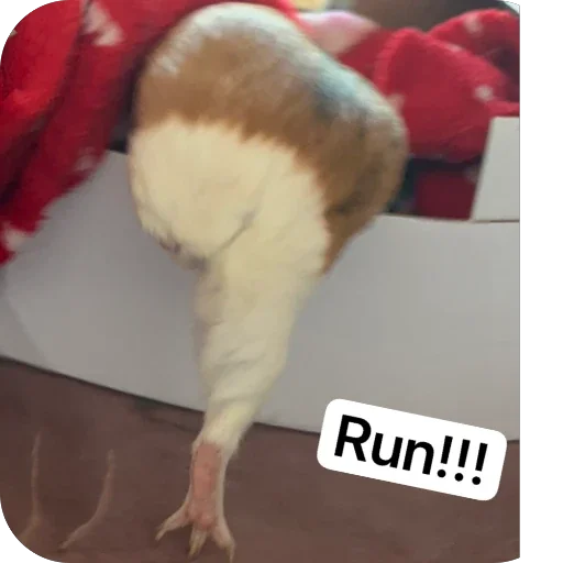 Стикер 🫥 из набора My guinea pigs