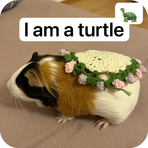 Стикер 🫥 из набора My guinea pigs
