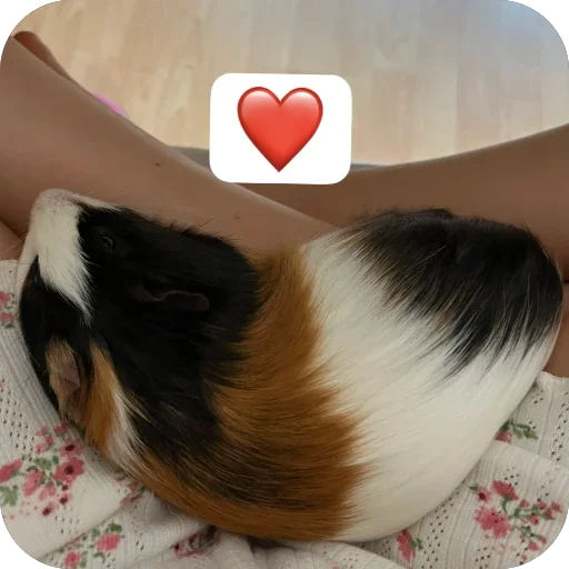 Стикер 🫥 из набора My guinea pigs