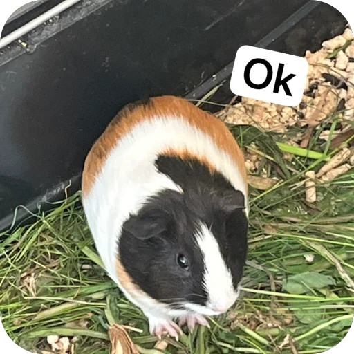 Стикер 🫥 из набора My guinea pigs
