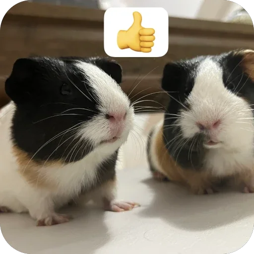 Стикер 🫥 из набора My guinea pigs