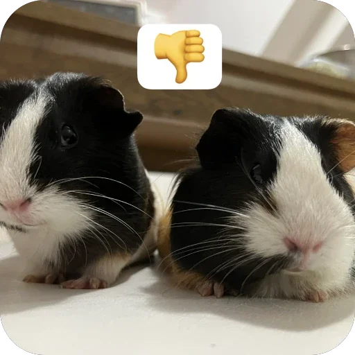 Стикер 🫥 из набора My guinea pigs