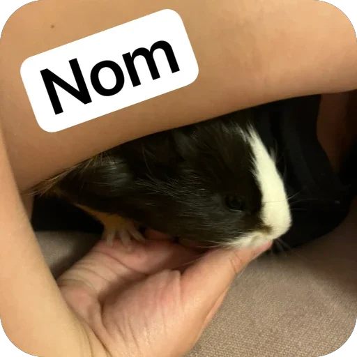 Стикер 🫥 из набора My guinea pigs