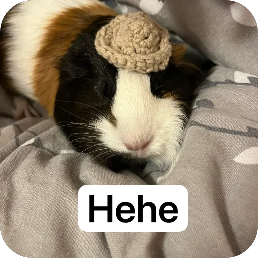 Стикер 🫥 из набора My guinea pigs