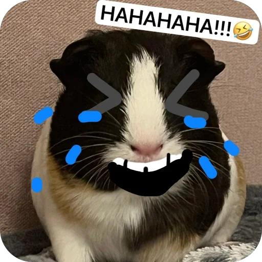 Стикер 🫥 из набора My guinea pigs