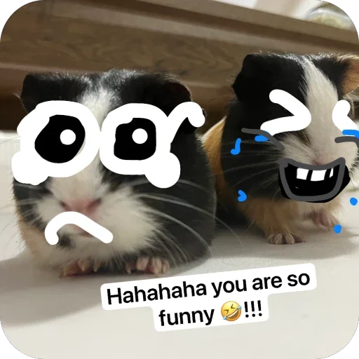 Стикер 🫥 из набора My guinea pigs