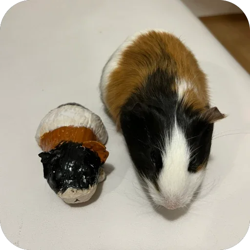 Стикер 🫥 из набора My guinea pigs