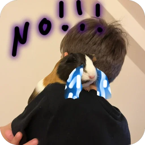 Стикер 🫥 из набора My guinea pigs