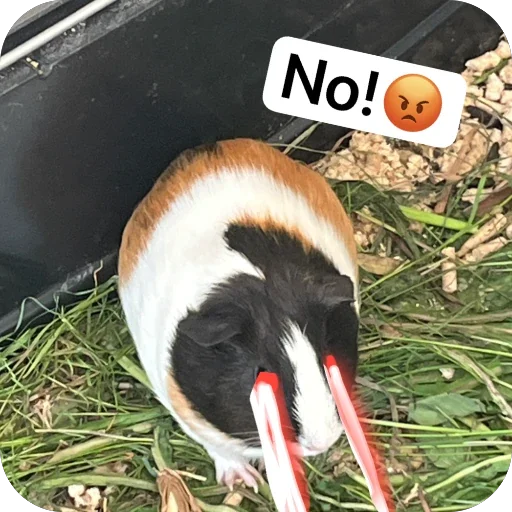 Стикер 🫥 из набора My guinea pigs