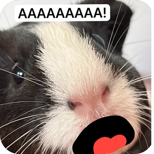Стикер 🫥 из набора My guinea pigs