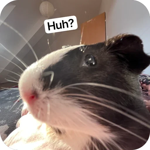 Стикер 🫥 из набора My guinea pigs