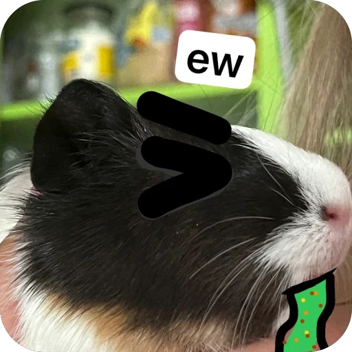 Стикер 🫥 из набора My guinea pigs