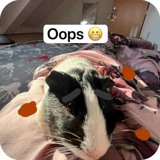 Стикер 🫥 из набора My guinea pigs