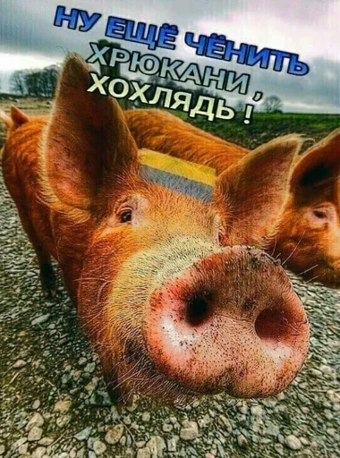 Стикер 🇺🇦 из набора Omg Stories