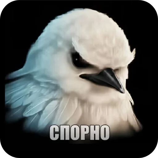 Стикер 🐦 из набора Птички