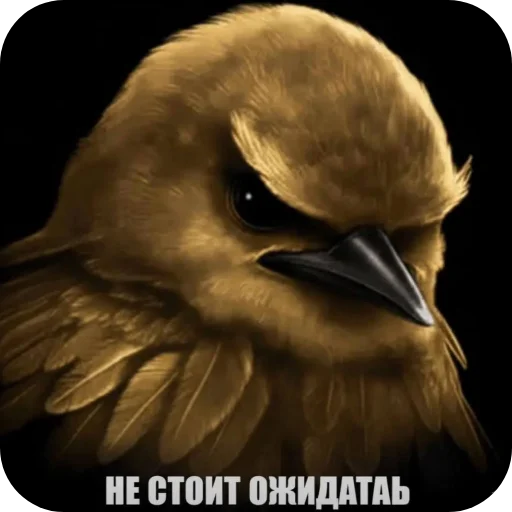 Стикер 🐦 из набора Птички