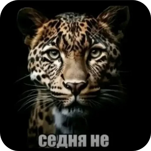 Стикер 🐱 из набора Птички