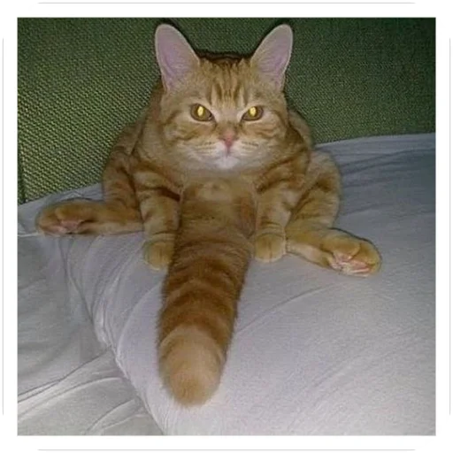 Стикер 🐱 из набора Шапокляк