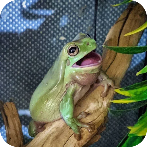 Стикер 🐞 из набора 's jaba criminals