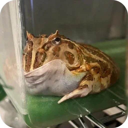 Стикер 🐦 из набора 's jaba criminals