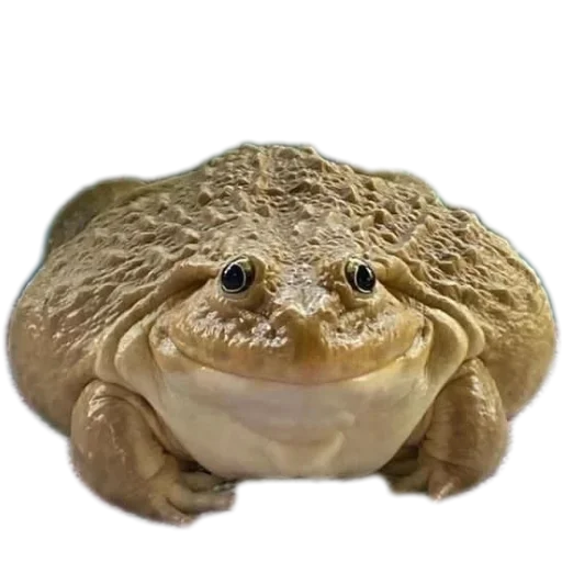 Стикер 🍲 из набора 's jaba criminals