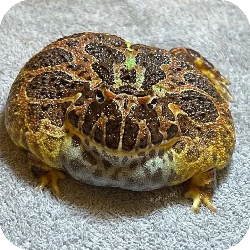 Стикер 🤘 из набора 's jaba criminals
