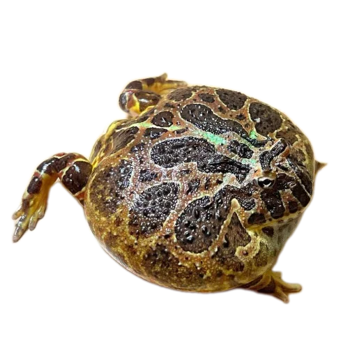 Стикер 🐞 из набора 's jaba criminals