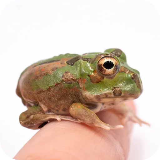 Стикер 🐞 из набора 's jaba criminals