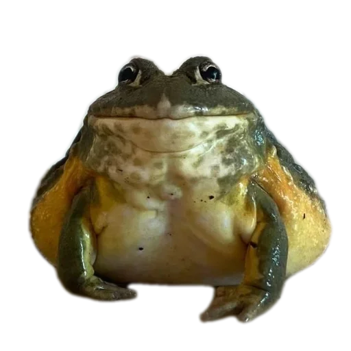 Стикер 🐦 из набора 's jaba criminals