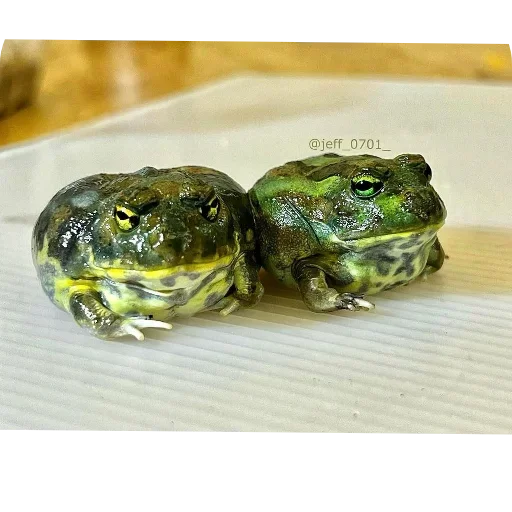 Стикер 🐢 из набора 's jaba criminals