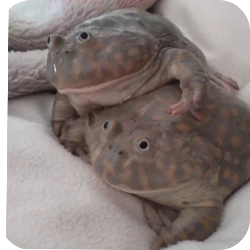 Стикер 🐱 из набора 's jaba criminals