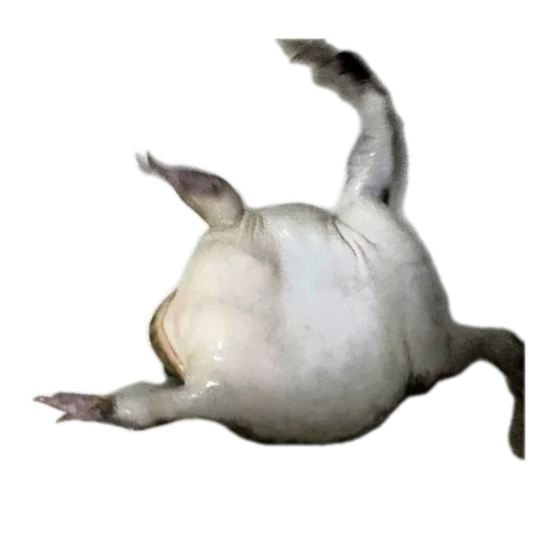 Стикер 🐦 из набора 's jaba criminals