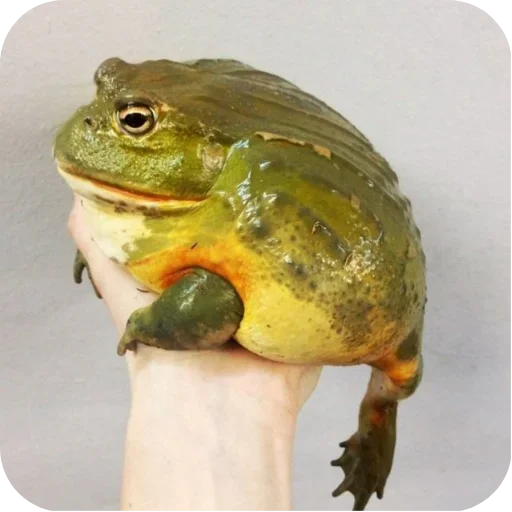 Стикер 🐦 из набора 's jaba criminals