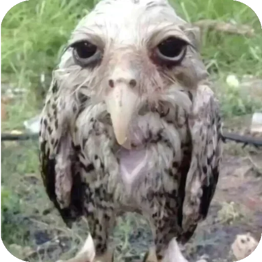 Стикер 🐦 из набора Morning