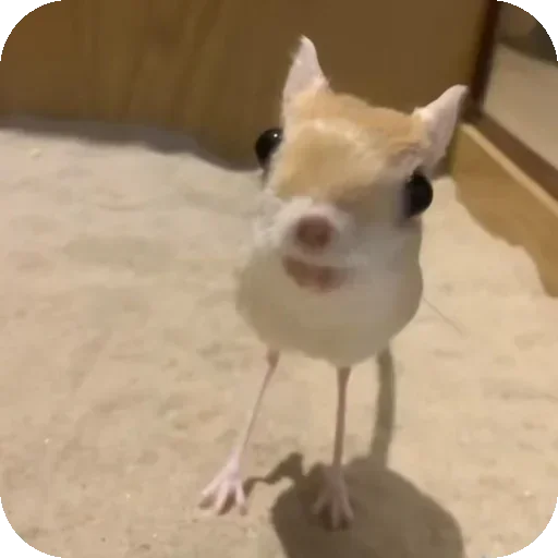 Стикер 🐶 из набора Morning