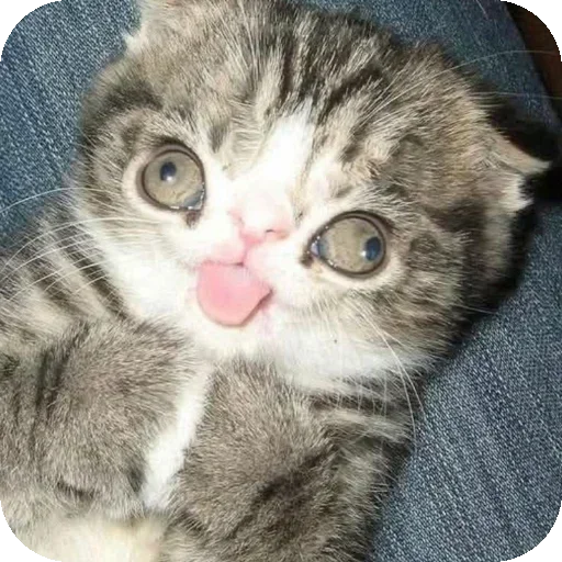 Стикер 🐱 из набора Morning