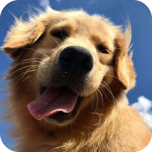 Стикер 🐶 из набора Sapporo