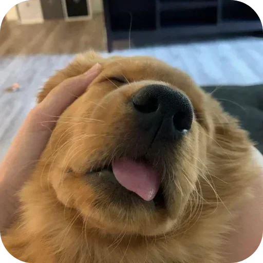 Стикер 🐶 из набора Sapporo