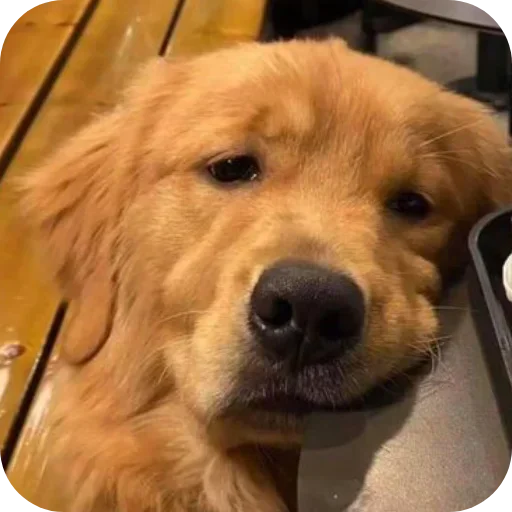 Стикер 🐶 из набора Sapporo